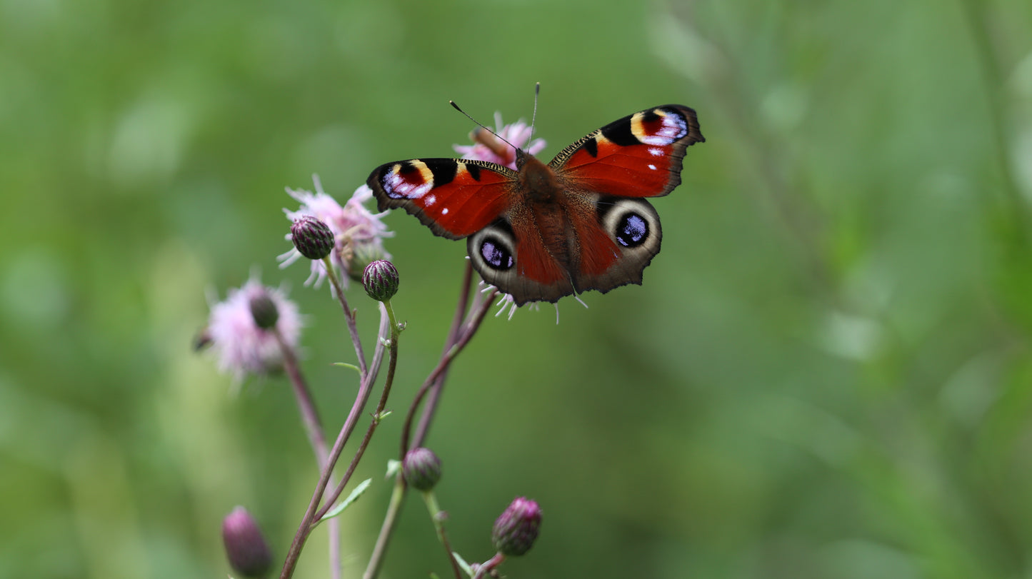 18 great photos. Forest flowers, plants, mushrooms, insects