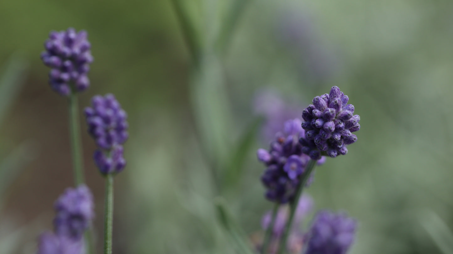 18 great photos. Forest flowers, plants, mushrooms, insects