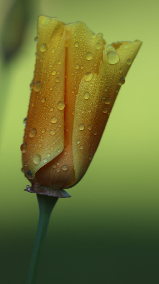 Rasos lašų apkabinta Kaliforninė aguona. Embraced by Dew - California Poppy