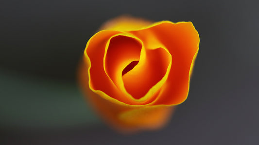 Rasos lašų apkabinta Kaliforninė aguona. Embraced by Dew - California Poppy