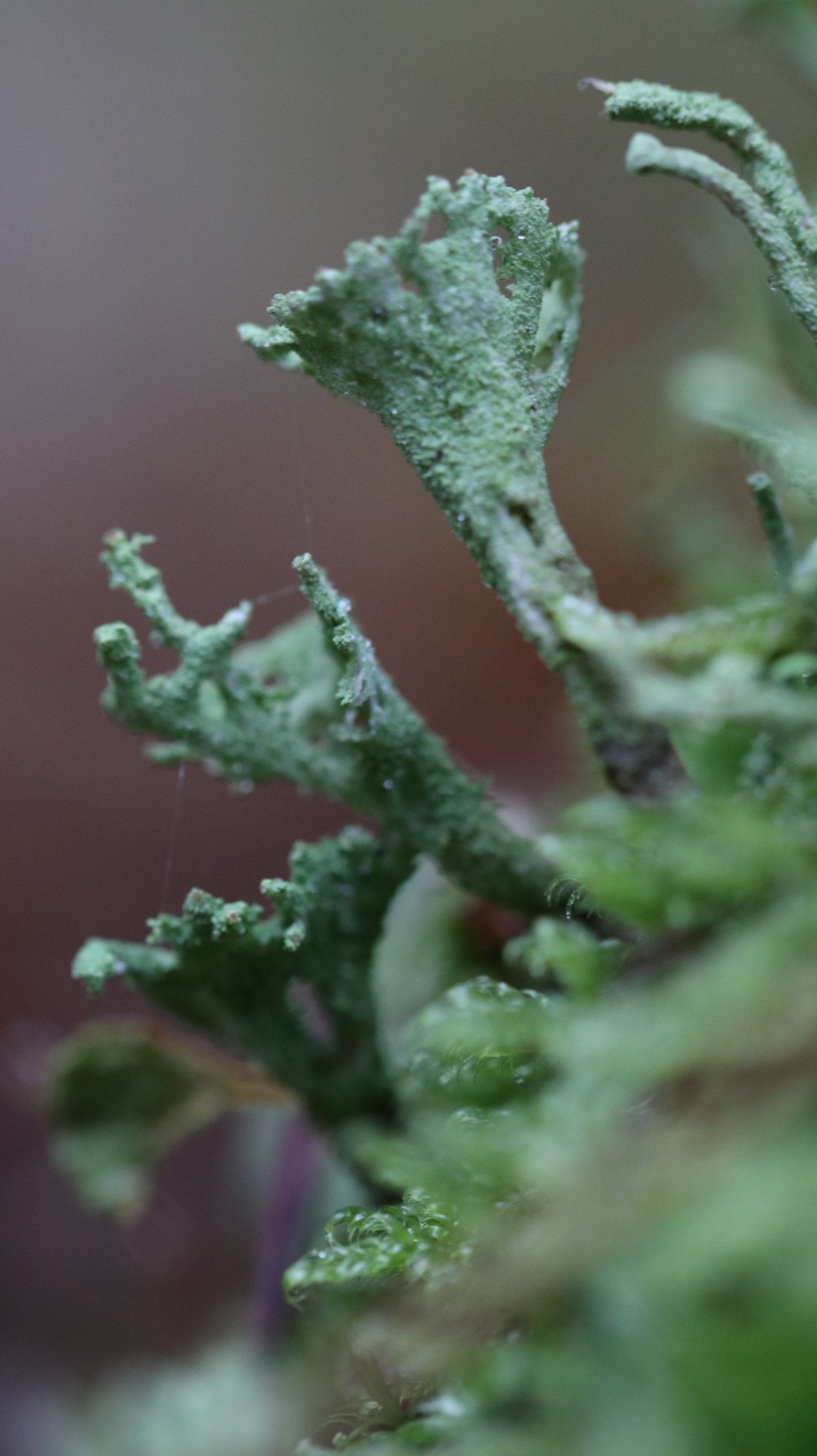 Photo collection - autumn in the Lithuanian forest