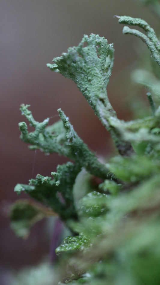 Photo collection - autumn in the Lithuanian forest