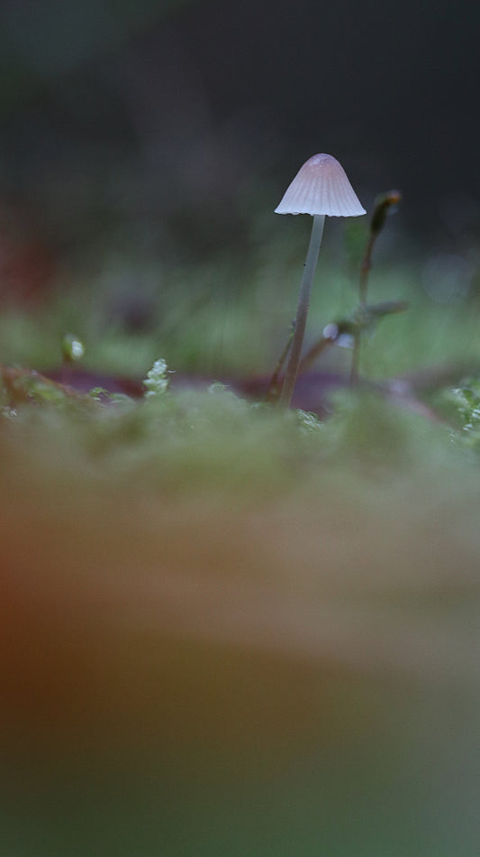 Photo collection - autumn in the Lithuanian forest