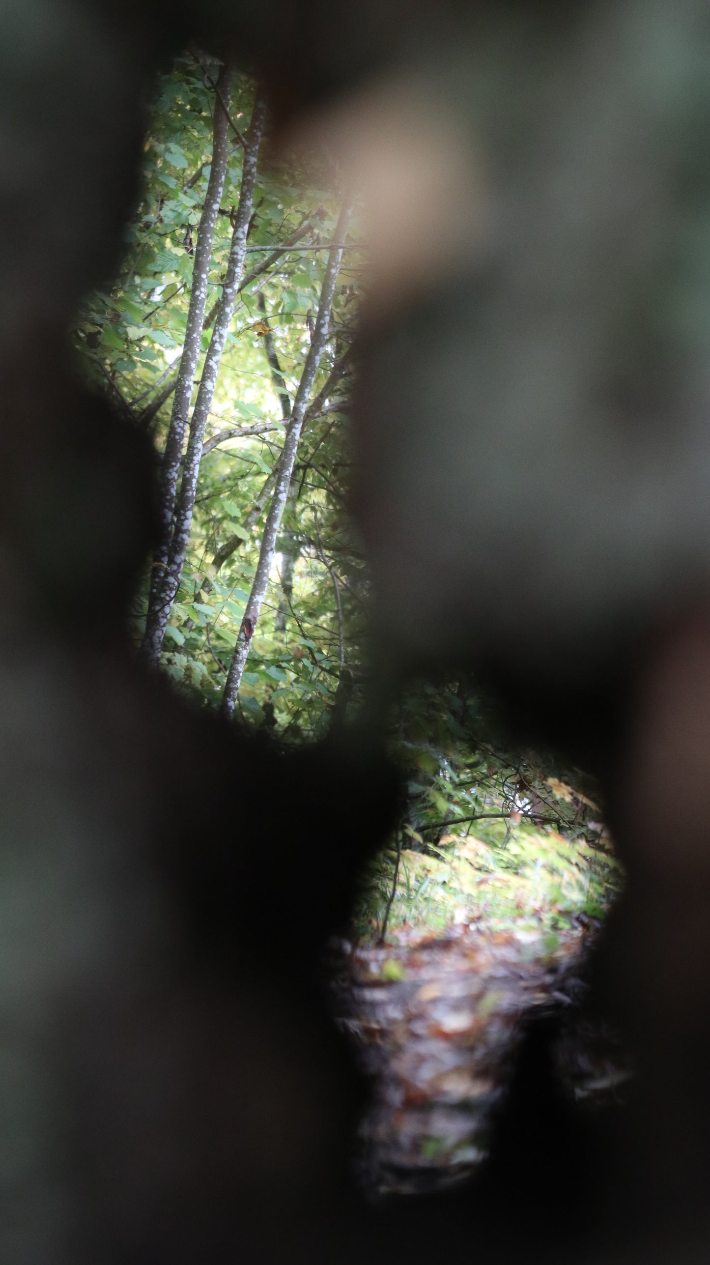Photo collection - autumn in the Lithuanian forest