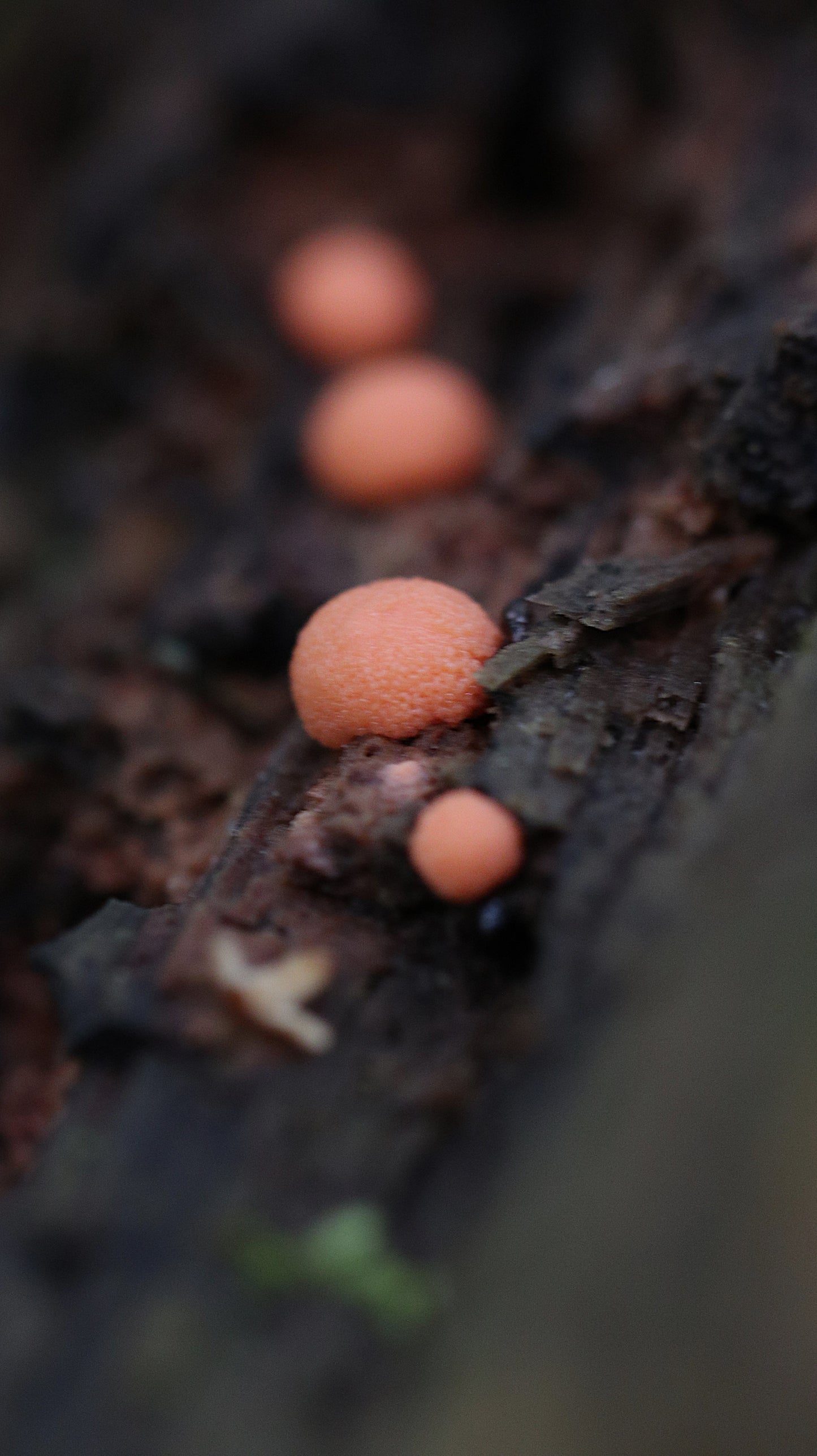Photo collection - autumn in the Lithuanian forest