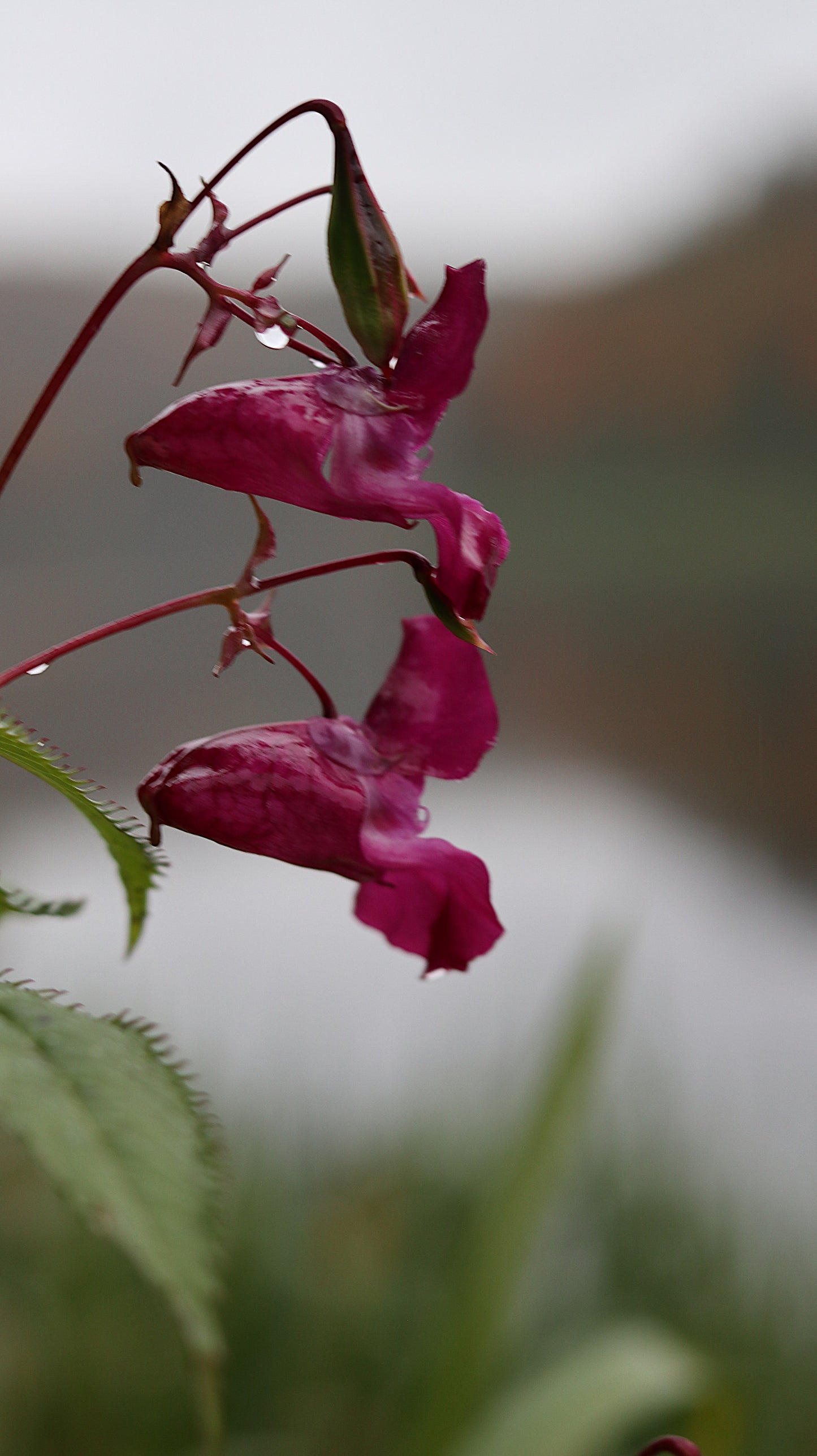 Photo collection - autumn in the Lithuanian forest