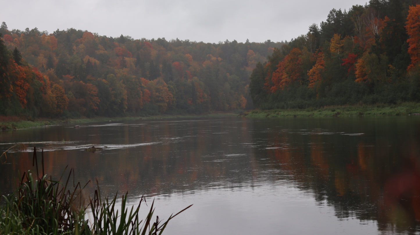 Photo collection - autumn in the Lithuanian forest
