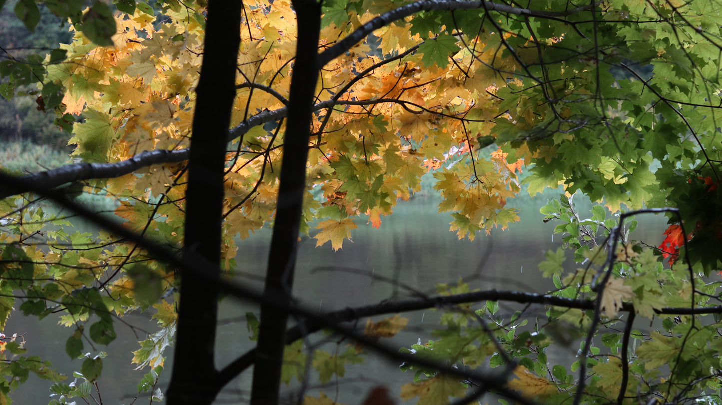 Photo collection - autumn in the Lithuanian forest