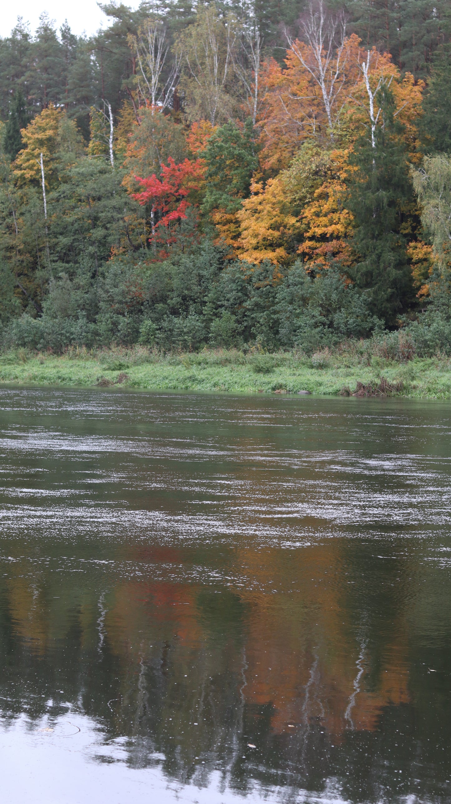 Photo collection - autumn in the Lithuanian forest