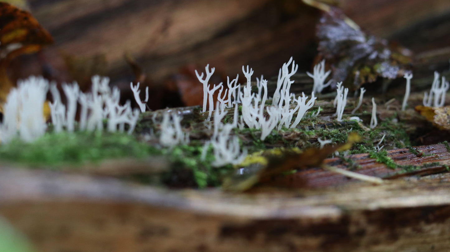 Photo collection - autumn in the Lithuanian forest