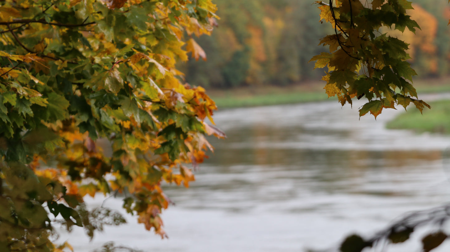 Photo collection - autumn in the Lithuanian forest