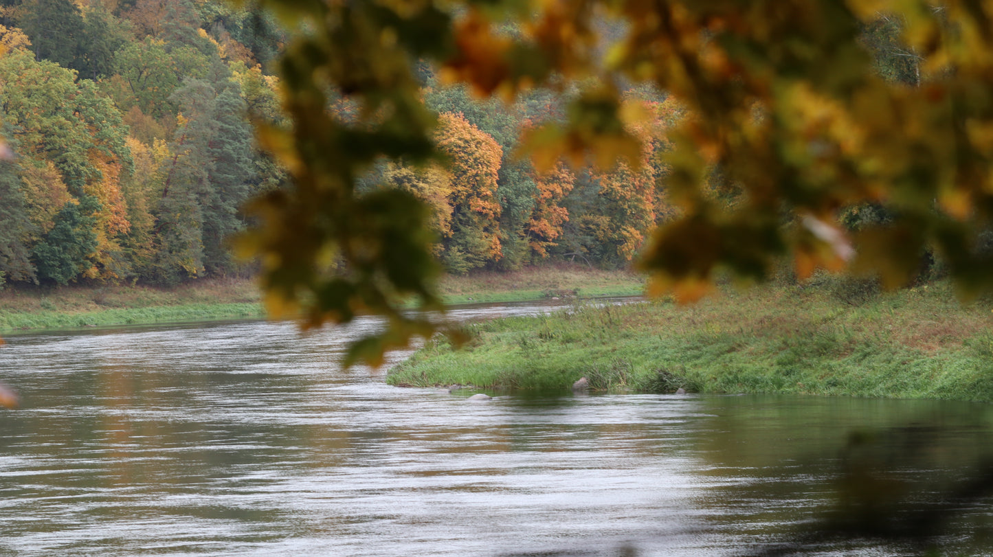 Photo collection - autumn in the Lithuanian forest