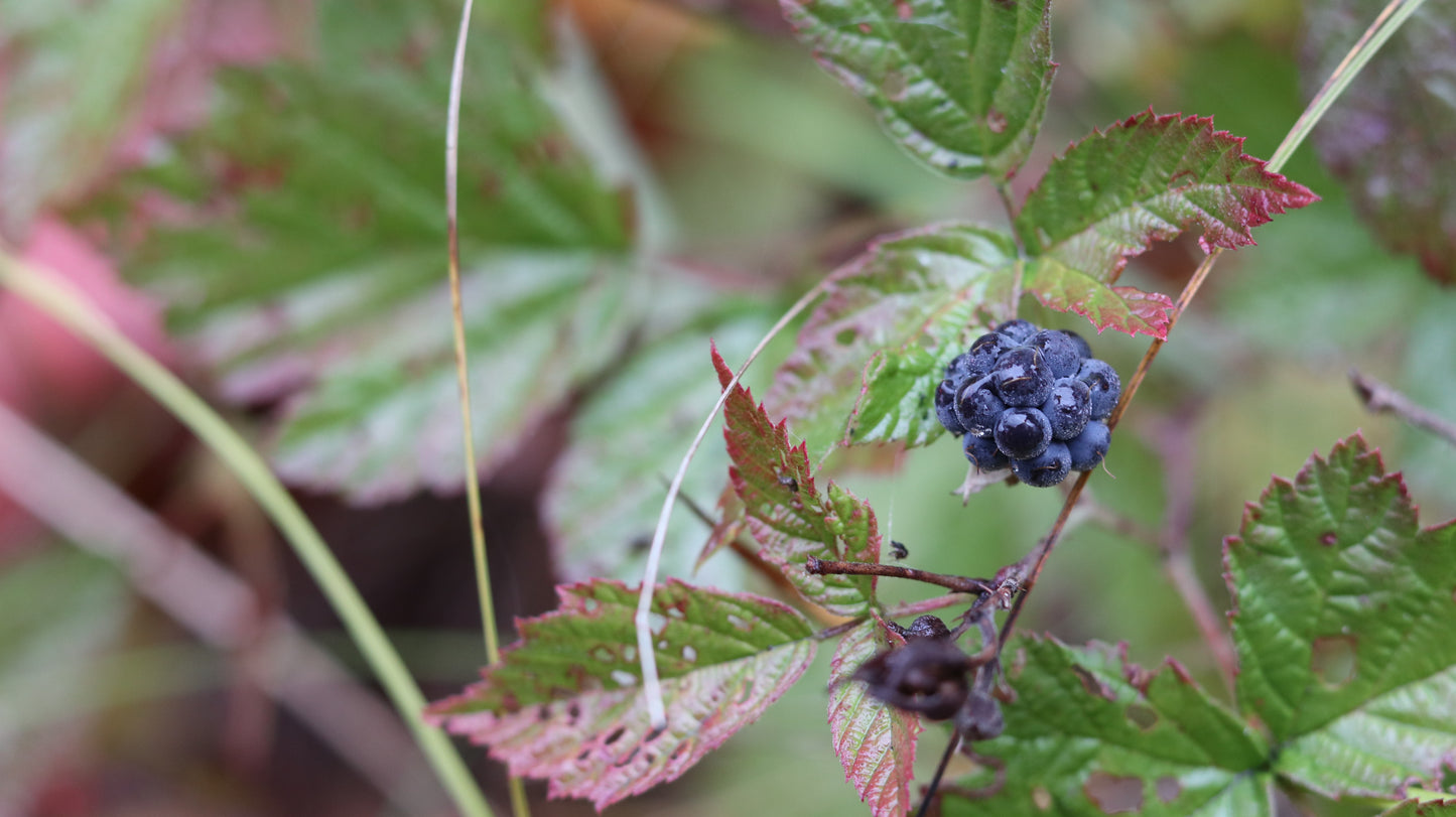 Photo collection - autumn in the Lithuanian forest