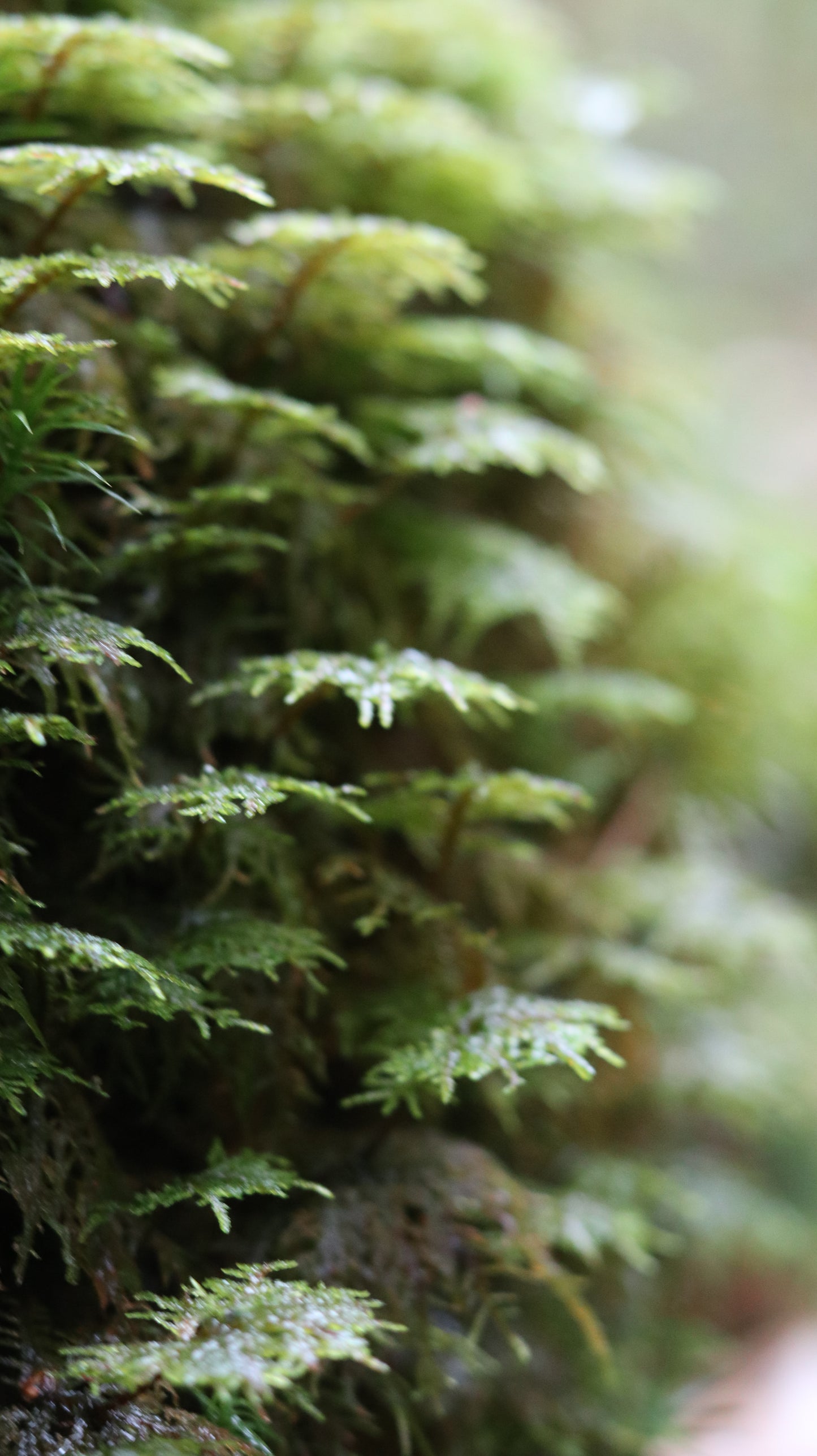 Photo collection - autumn in the Lithuanian forest