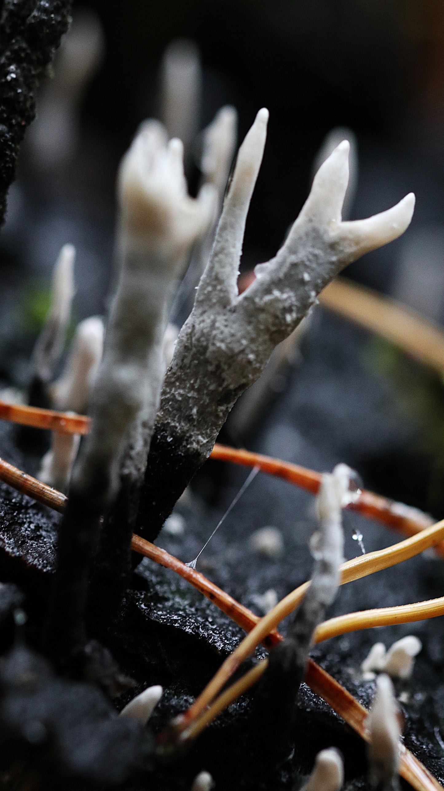 Photo collection - autumn in the Lithuanian forest