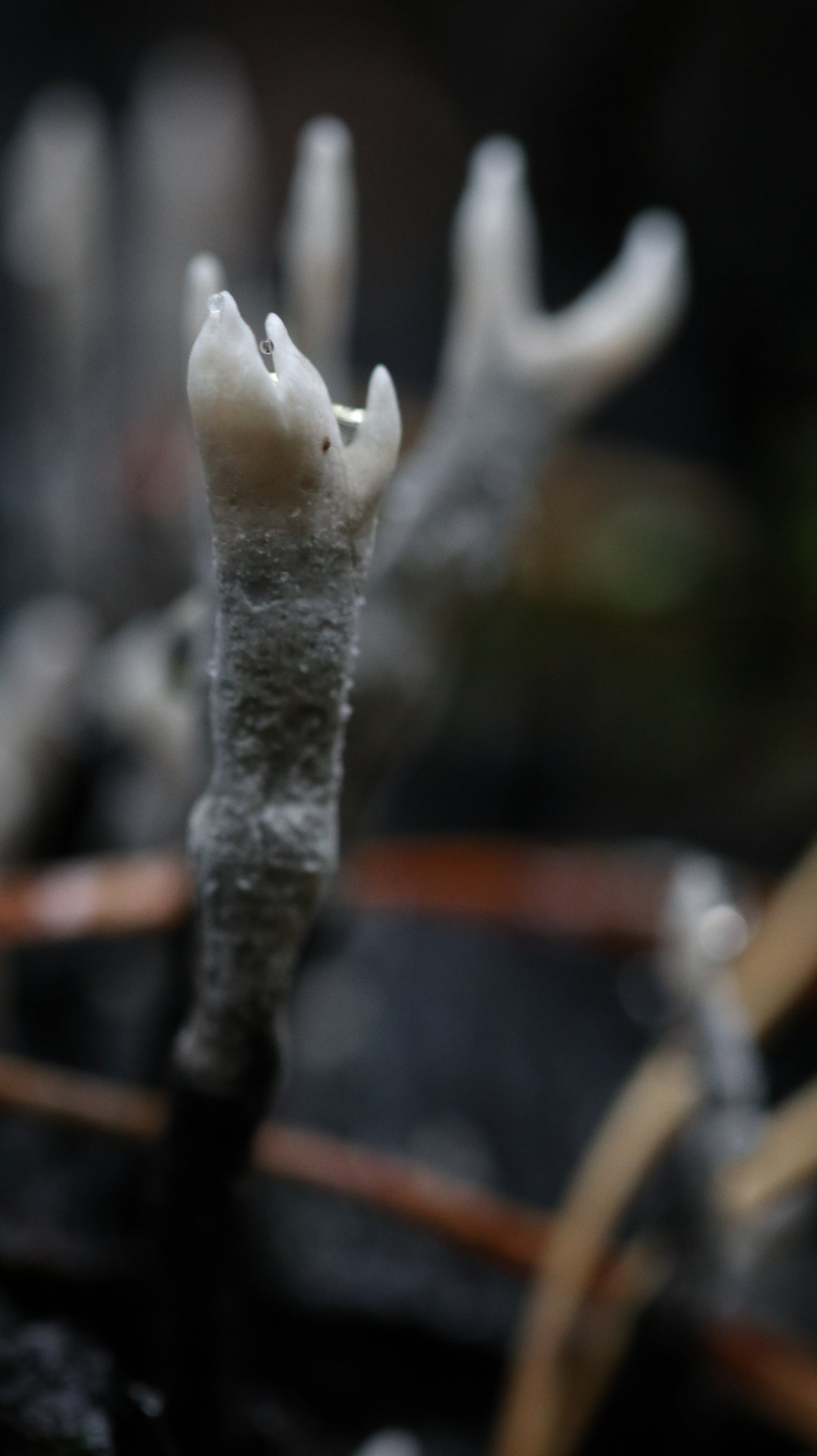 Photo collection - autumn in the Lithuanian forest