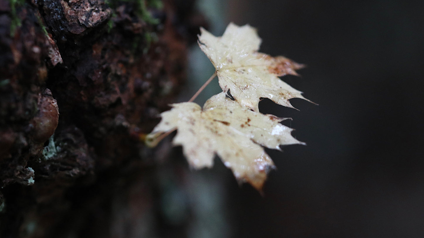 Photo collection - autumn in the Lithuanian forest