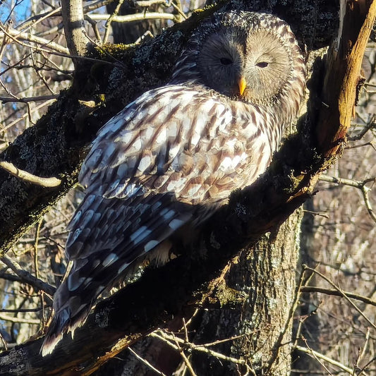 Uralinė pelėda (Ural owl)