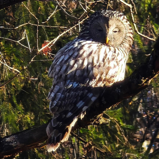 Uralinė pelėda (Ural owl)