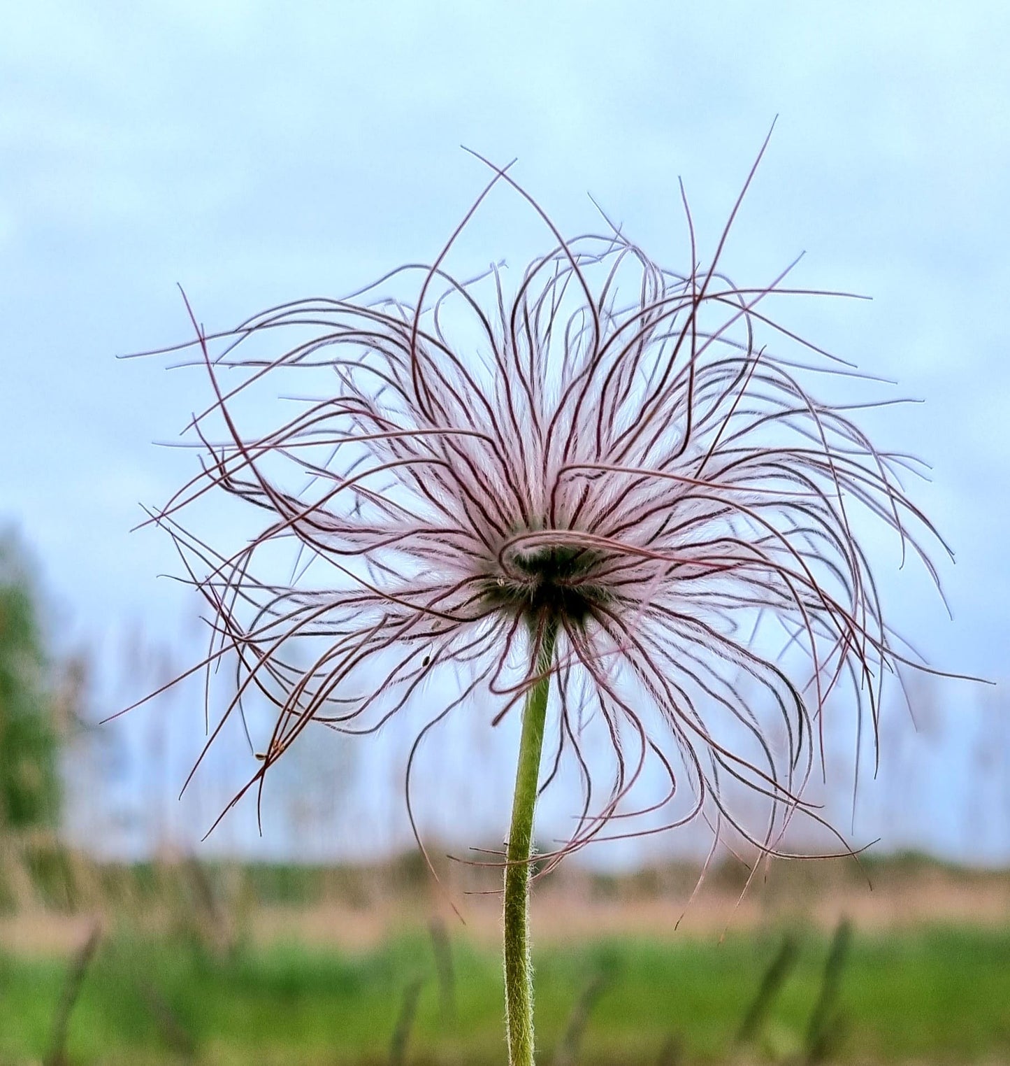 Gėlių rinkinys | Wildflower Collection – Nature Digital Prints