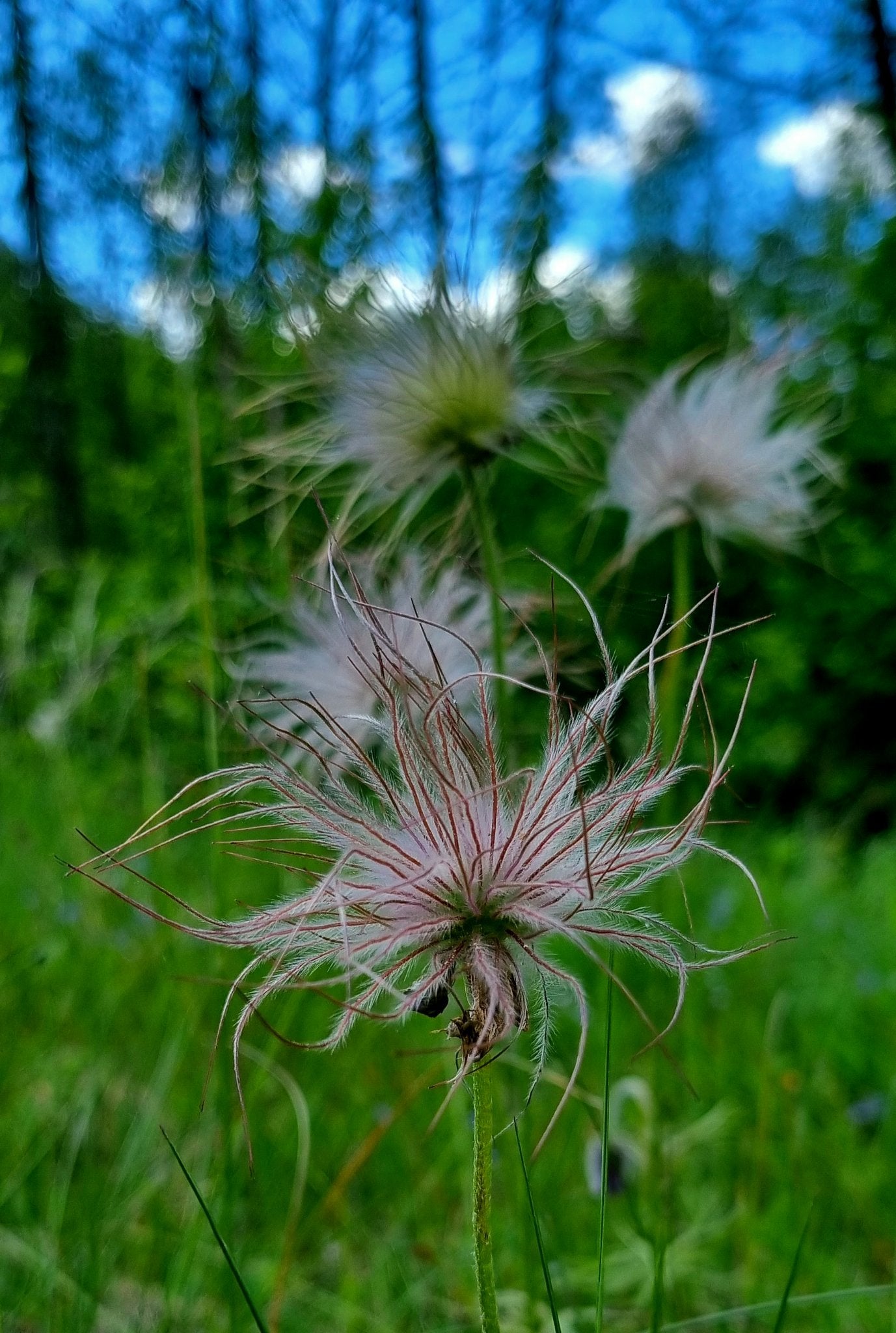 Gėlių rinkinys | Wildflower Collection – Nature Digital Prints