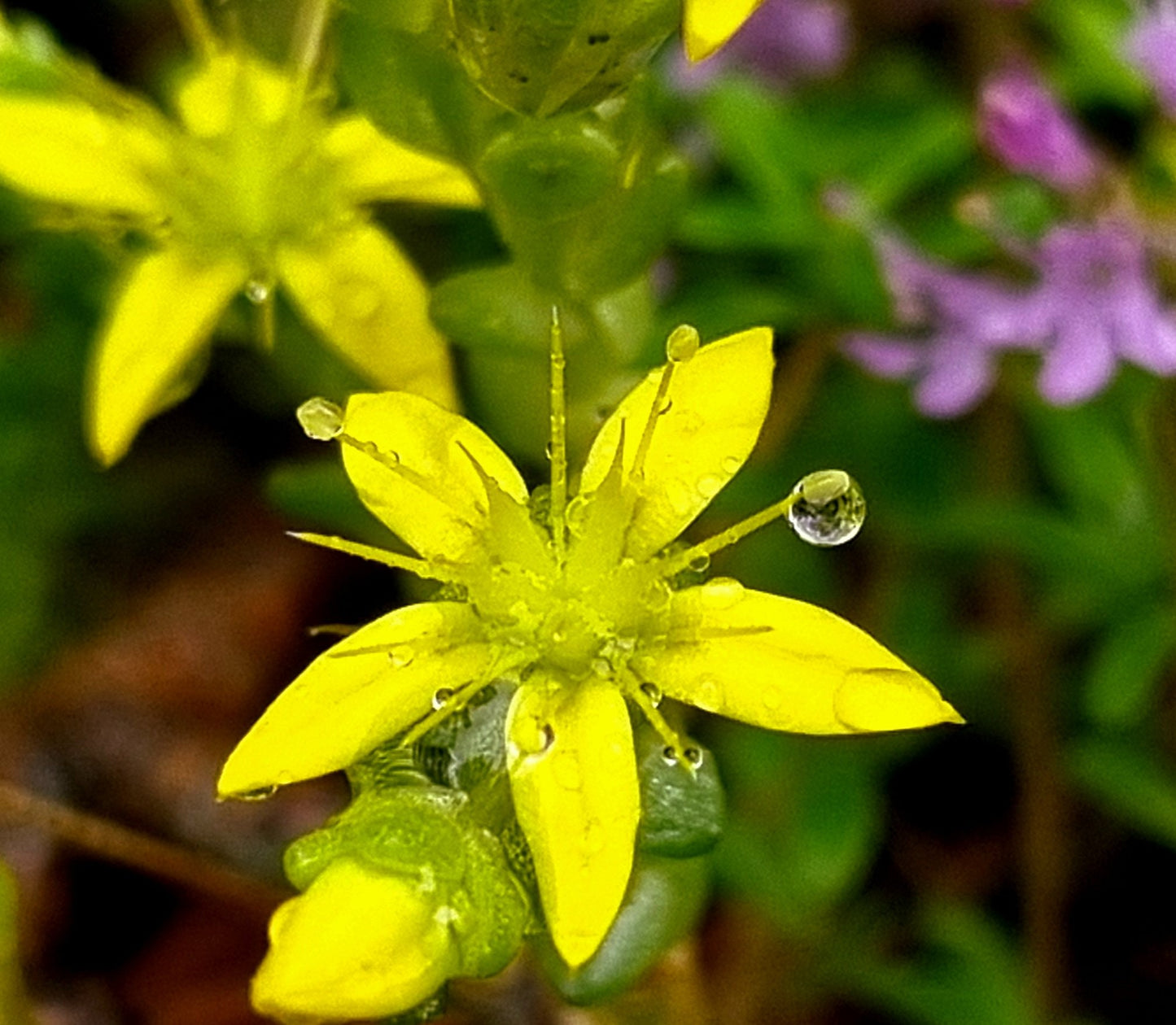 Gėlių rinkinys | Wildflower Collection – Nature Digital Prints