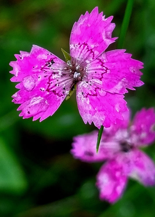Gėlių rinkinys | Wildflower Collection – Nature Digital Prints