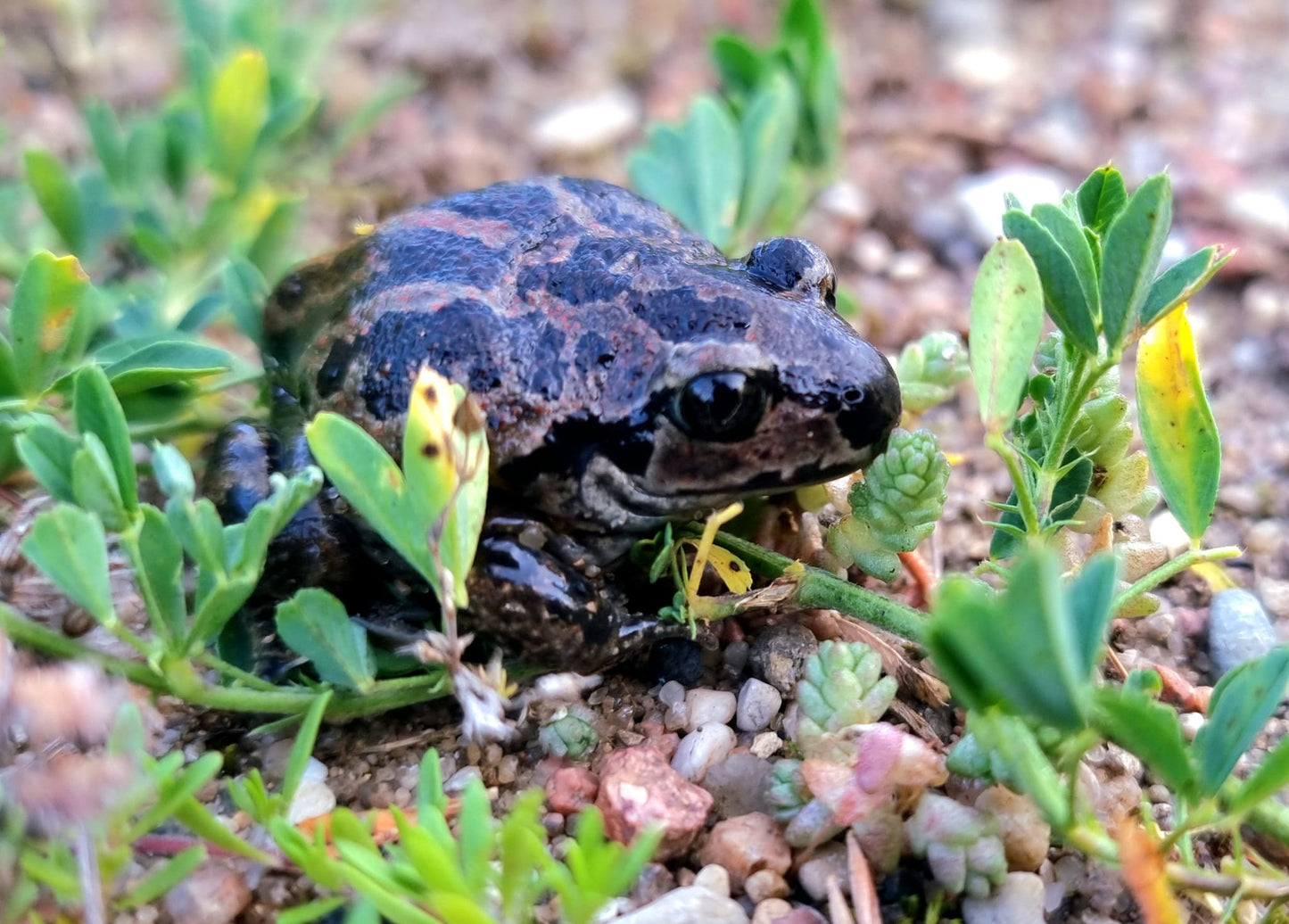 Gamtos rinkinys | Nature Photo Set
