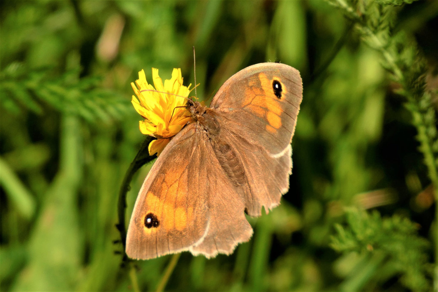 Gamtos rinkinys | Nature Photo Set