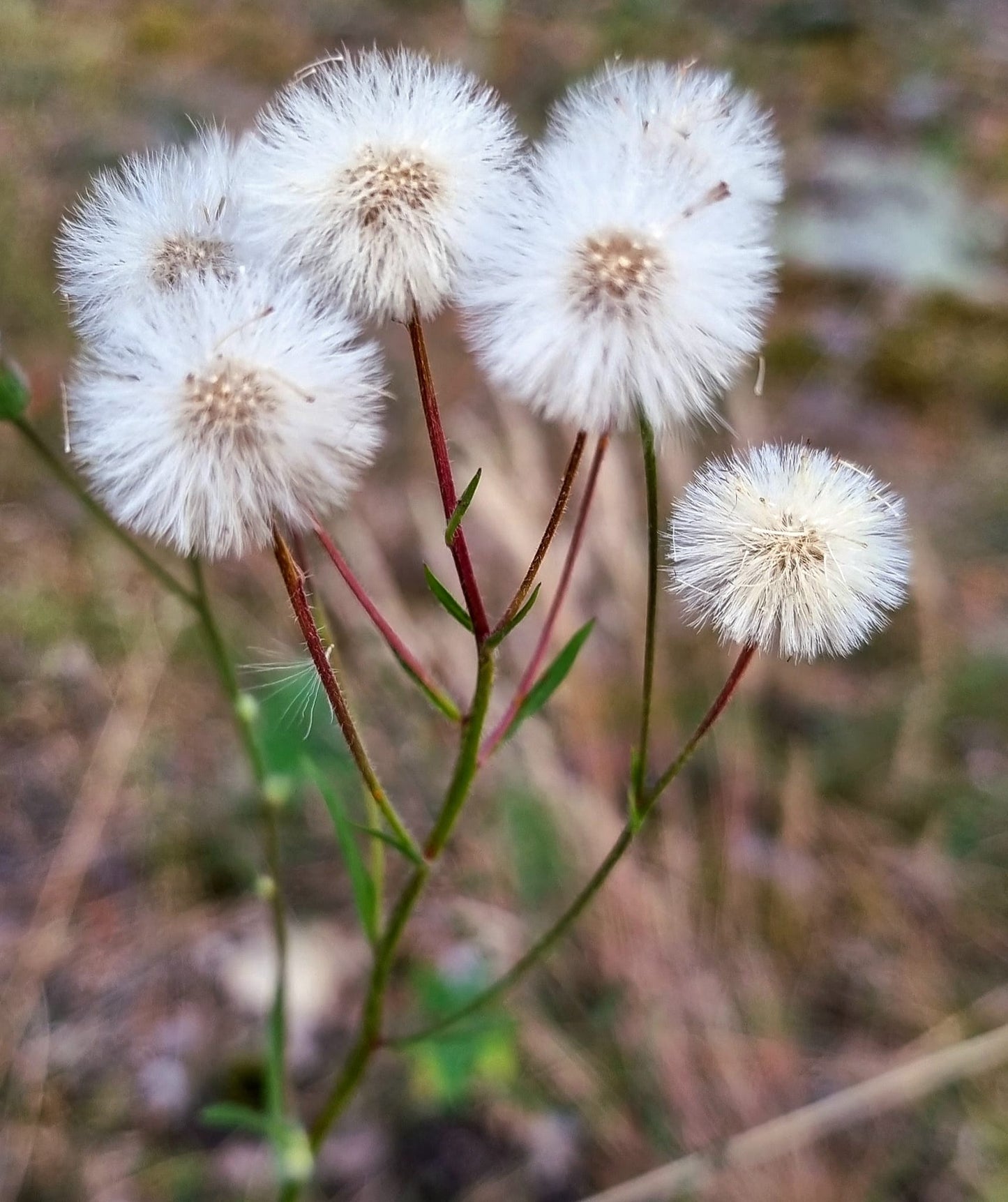 Gėlių rinkinys | Wildflower Collection – Nature Digital Prints