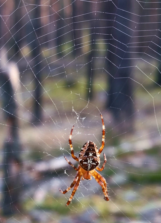 Voras kryžiuotis | European Garden Spider – Nature Photo Print