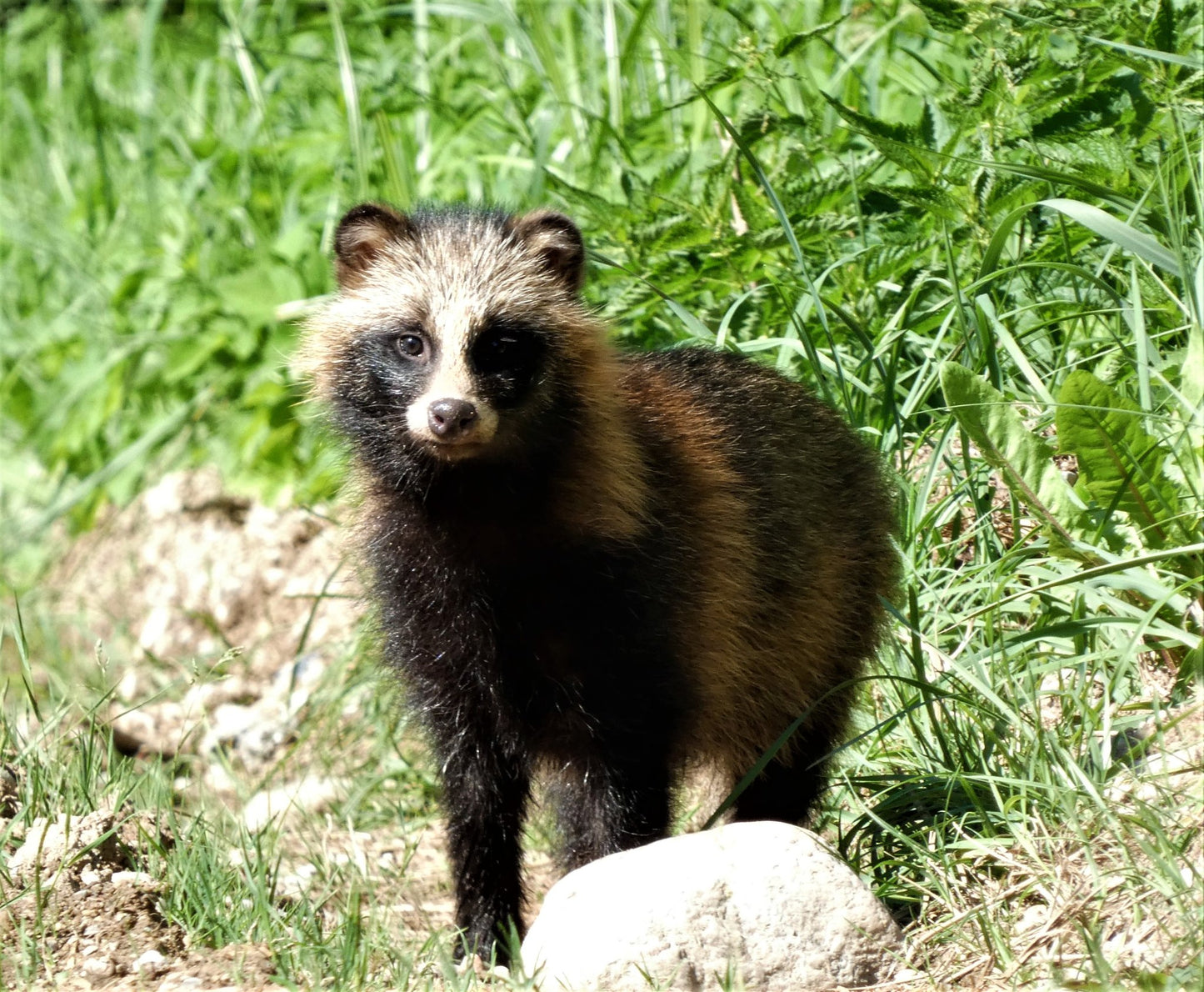Laukinėje gamtoje fiksuoti kadrai. Wildlife photography.