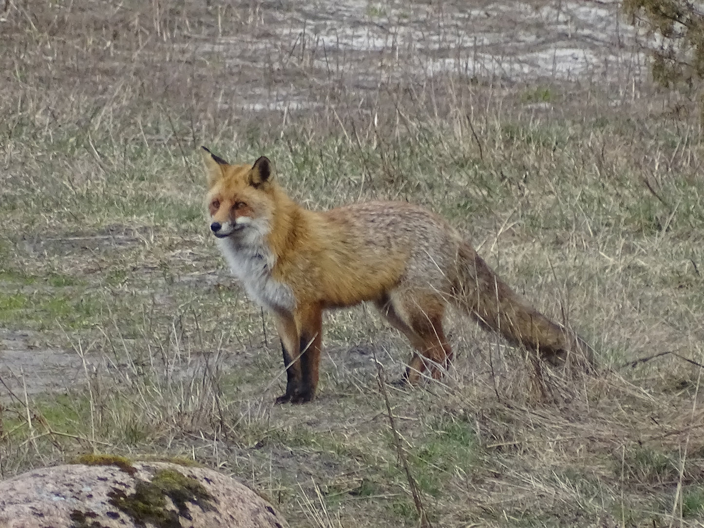 Laukinėje gamtoje fiksuoti kadrai. Wildlife photography.
