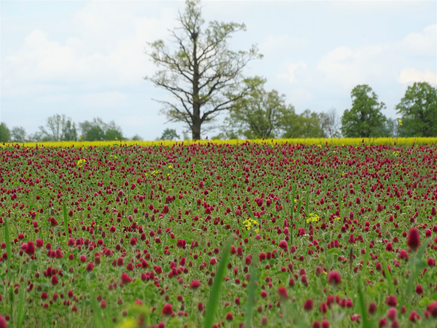 Gėlių rinkinys | Wildflower Collection – Nature Digital Prints