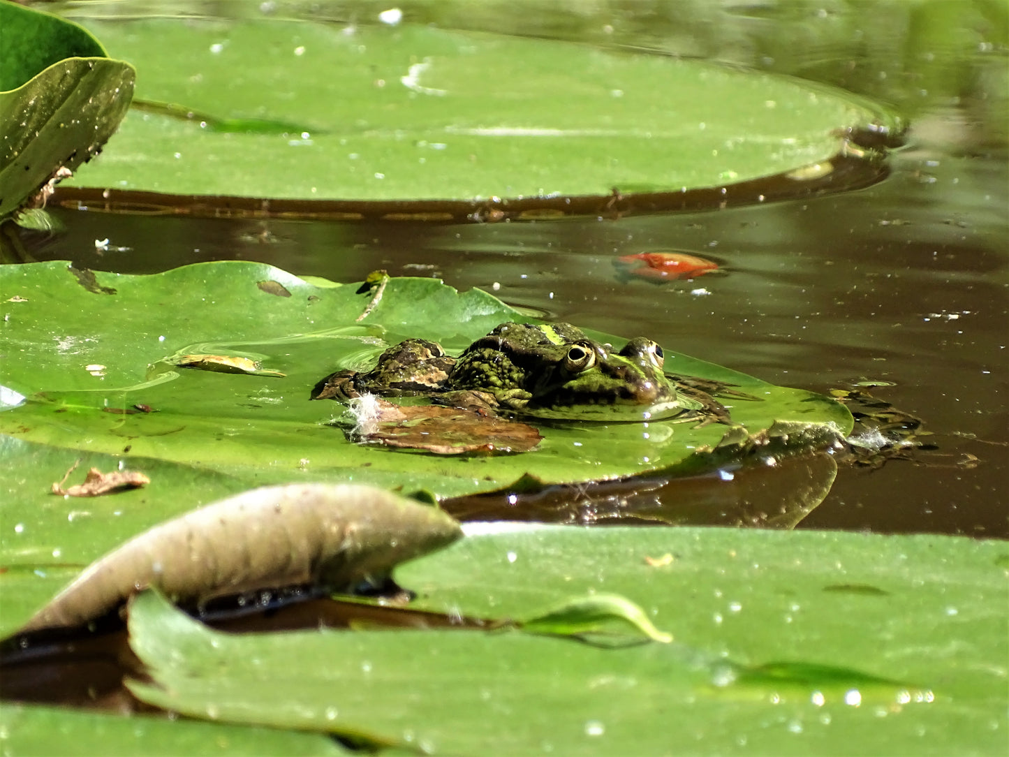 Laukinėje gamtoje fiksuoti kadrai. Wildlife photography.
