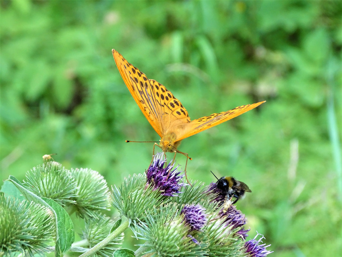 Laukinėje gamtoje fiksuoti kadrai. Wildlife photography.
