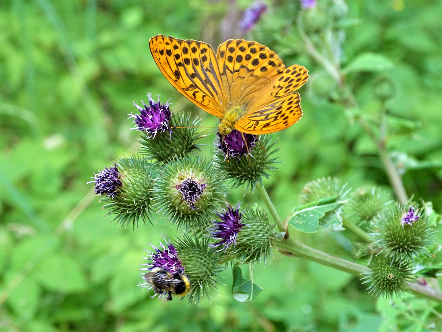 Laukinėje gamtoje fiksuoti kadrai. Wildlife photography.