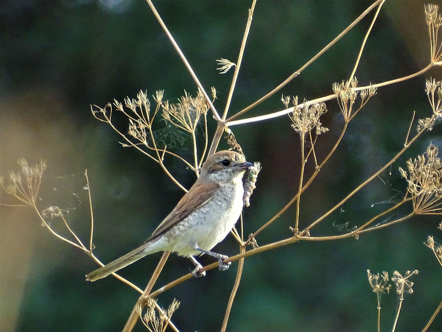 Laukinėje gamtoje fiksuoti kadrai. Wildlife photography.