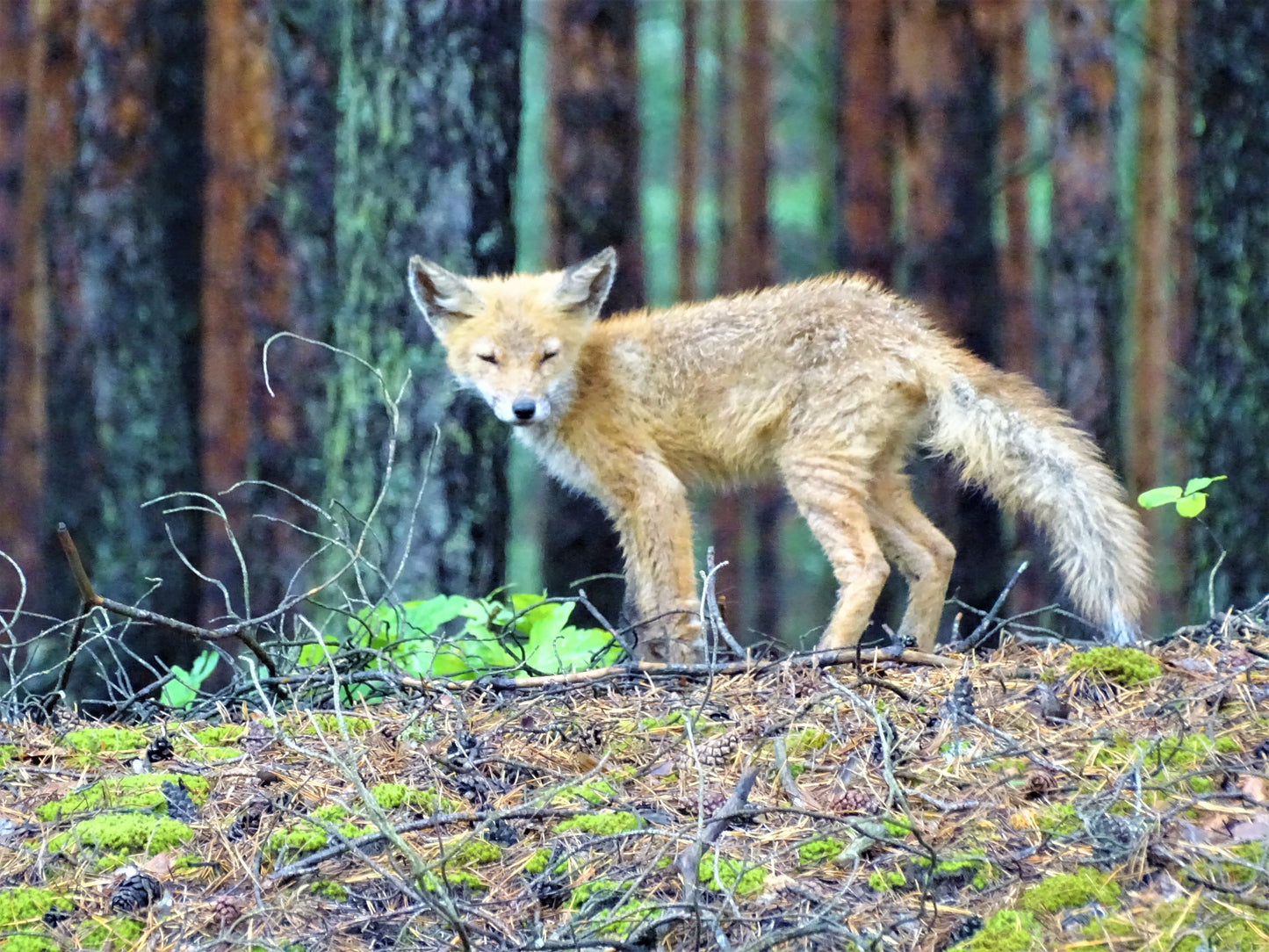 Laukinėje gamtoje fiksuoti kadrai. Wildlife photography.