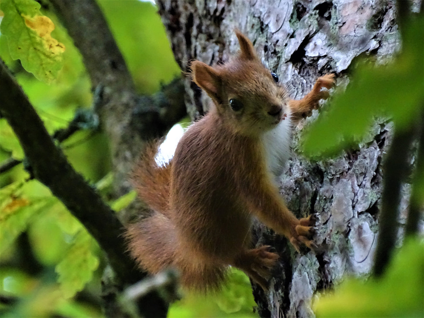 Laukinėje gamtoje fiksuoti kadrai. Wildlife photography.