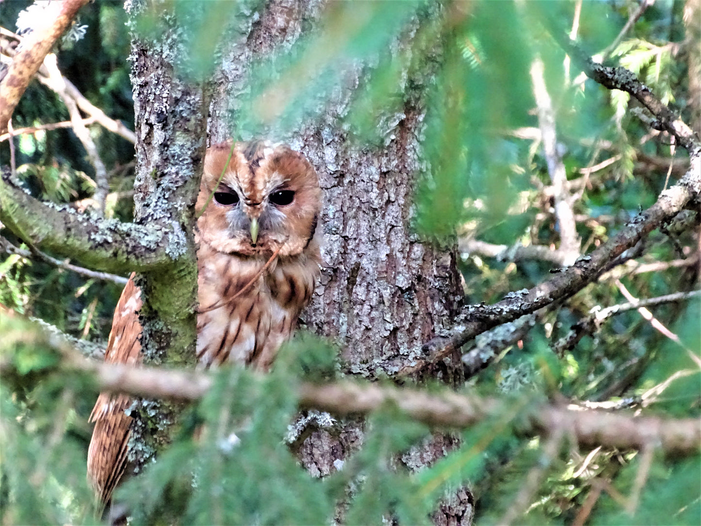Laukinėje gamtoje fiksuoti kadrai. Wildlife photography.