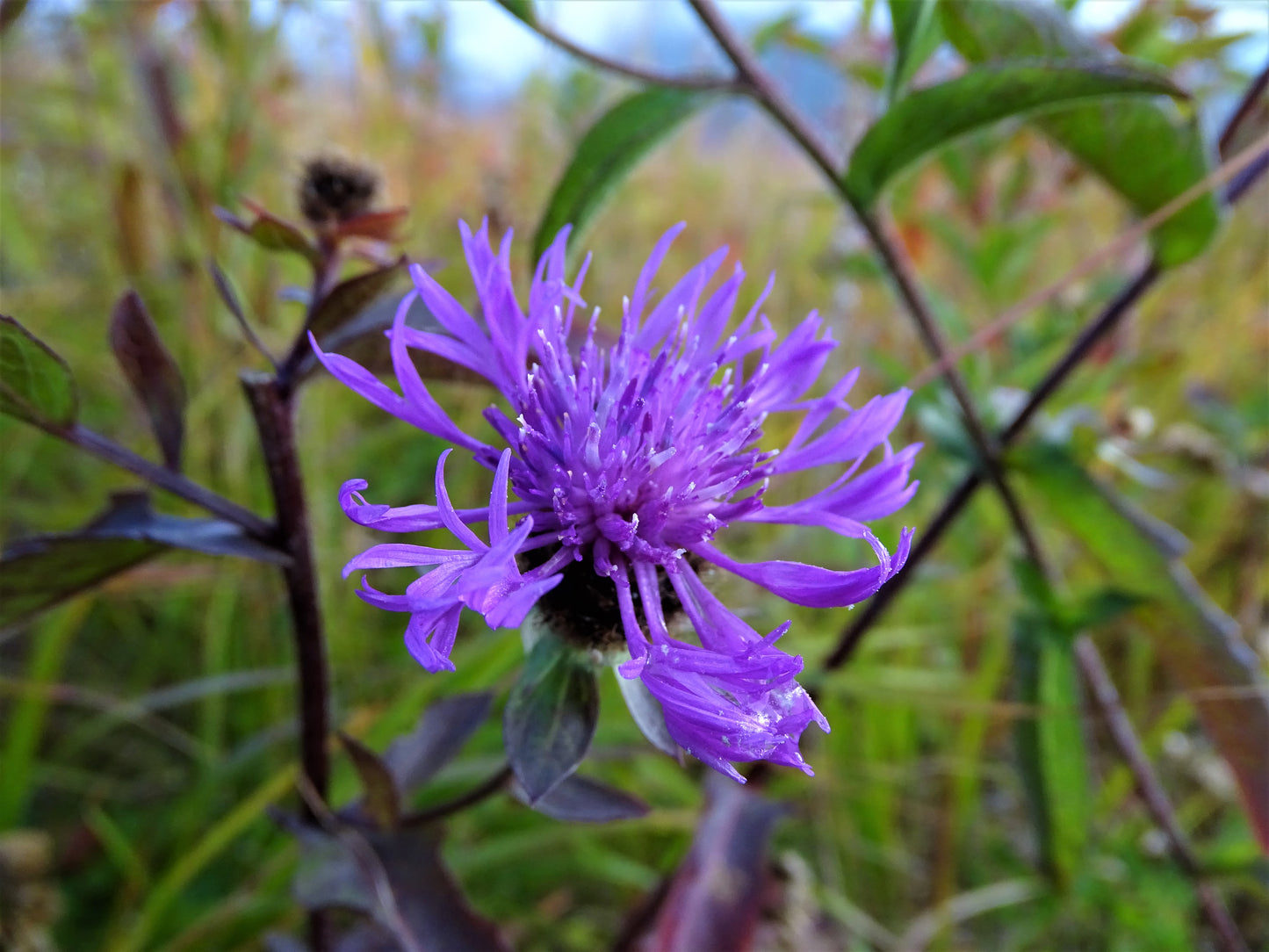 18 great photos. Forest flowers, plants, mushrooms, insects