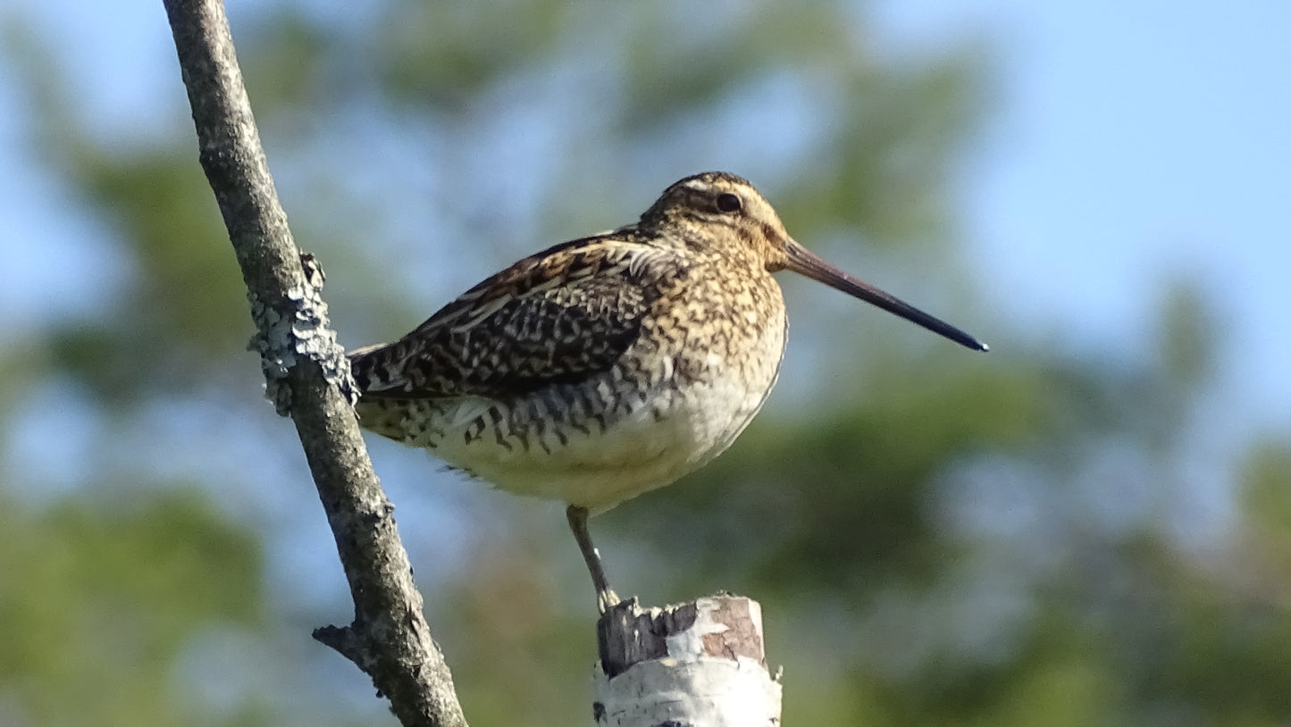 Paukščių jauniklis | Waterbird Chick – Nature Wildlife Photo
