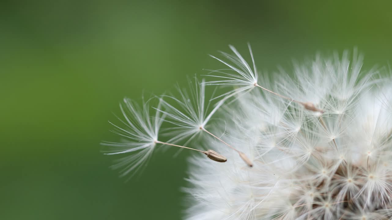 Lauko gėlių grakštumas