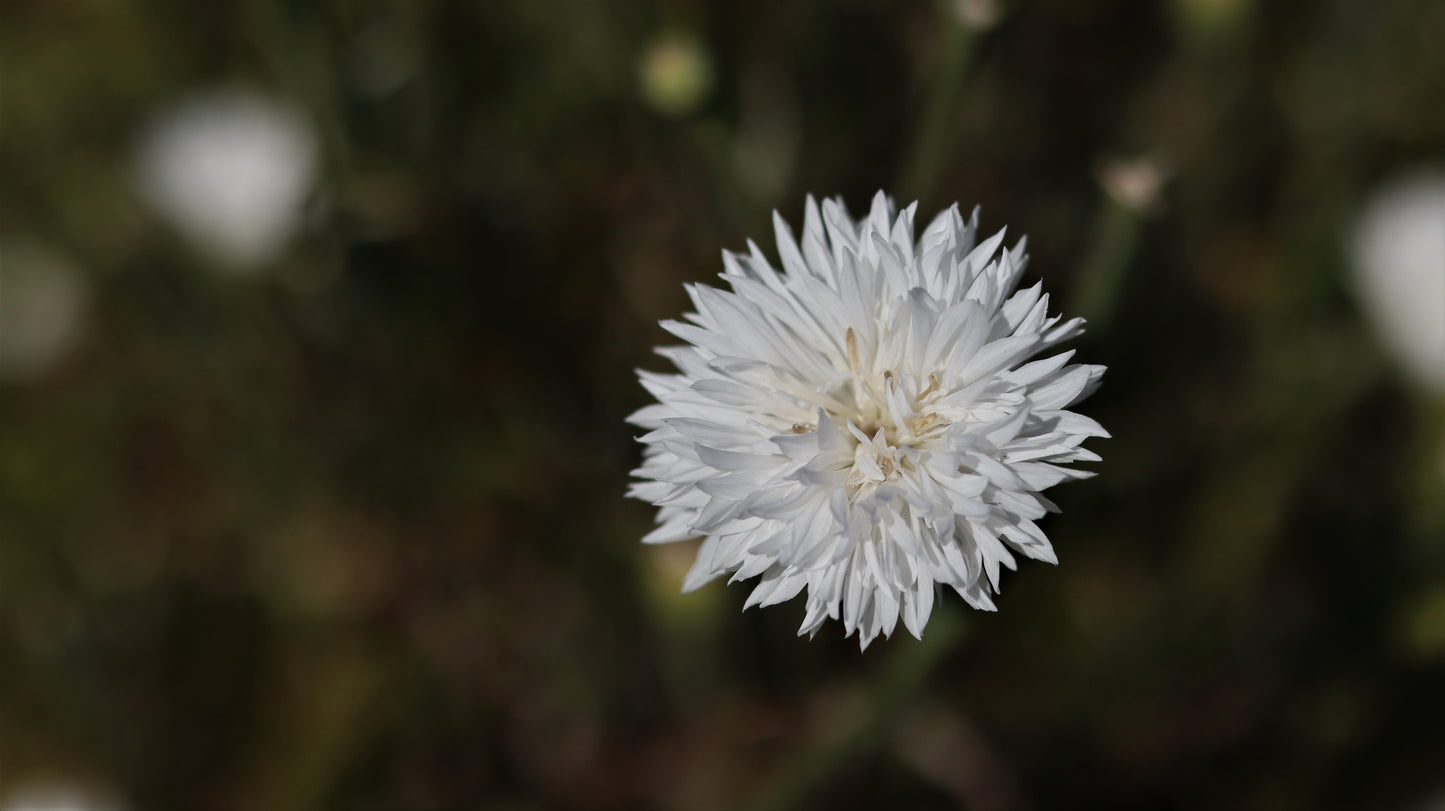 Gėlių rinkinys | Wildflower Collection – Nature Digital Prints