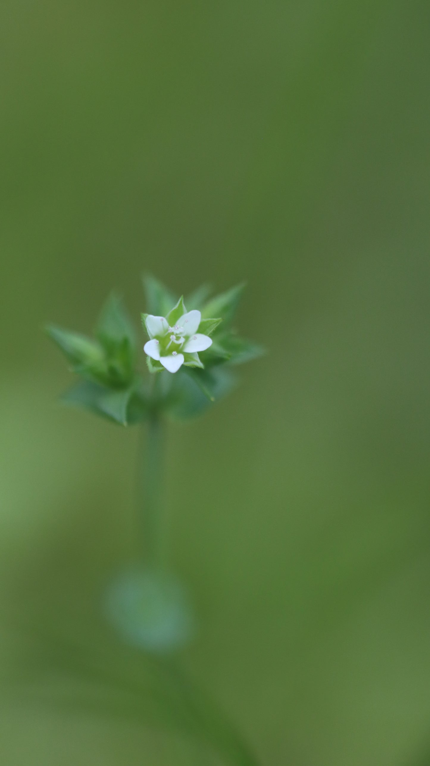 Gėlių rinkinys | Wildflower Collection – Nature Digital Prints