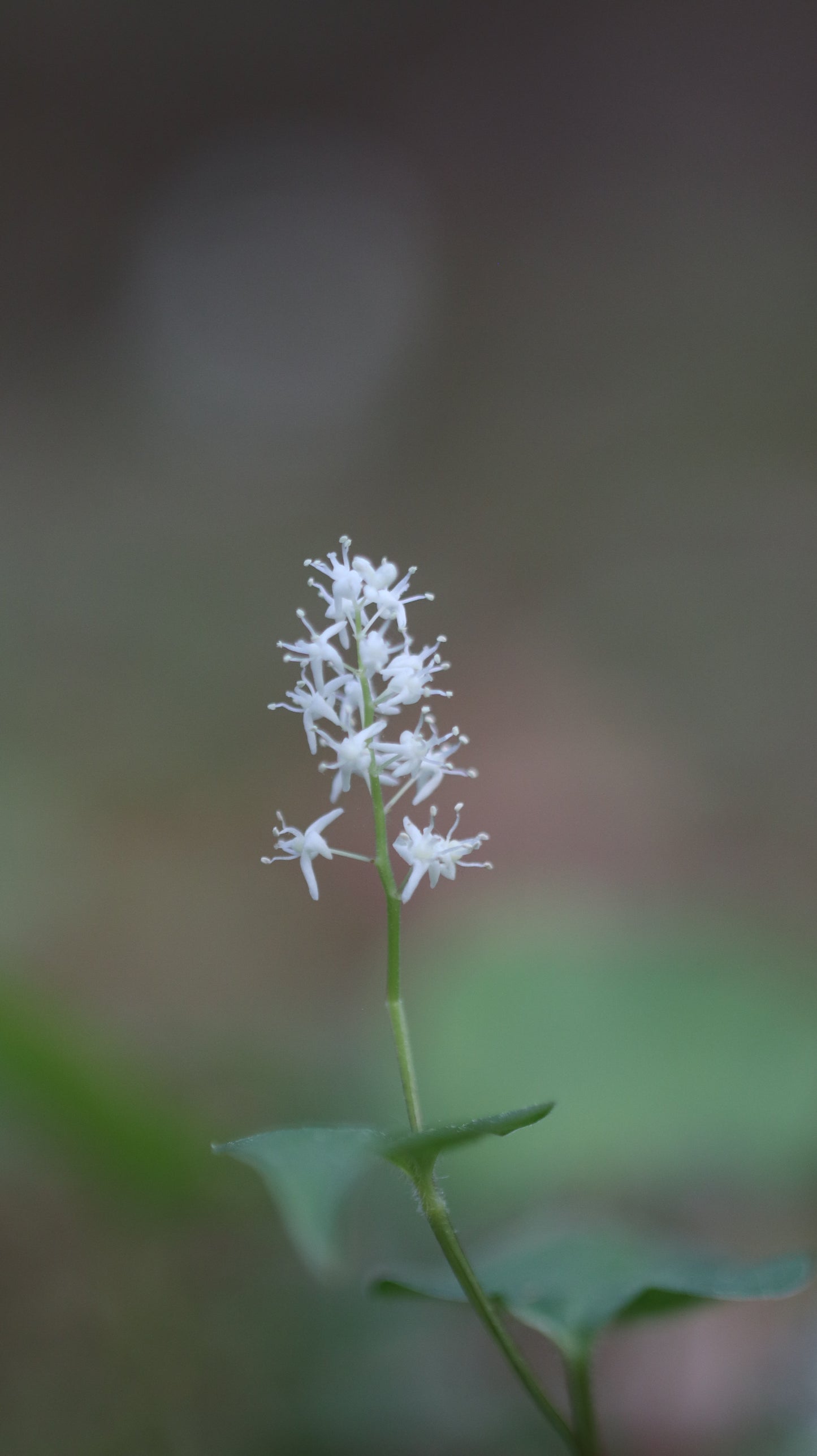 Gėlių rinkinys | Wildflower Collection – Nature Digital Prints