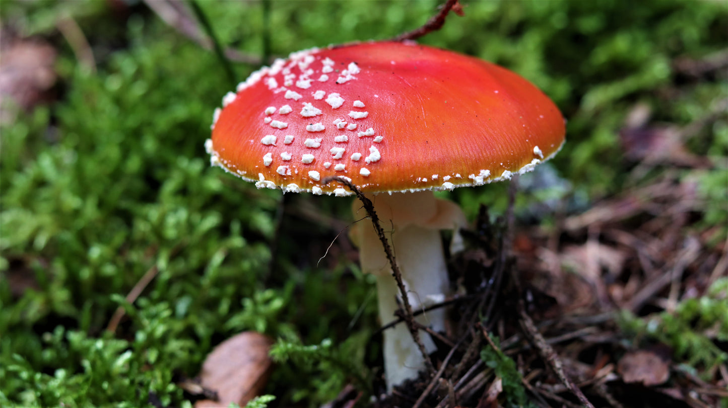 18 great photos. Forest flowers, plants, mushrooms, insects