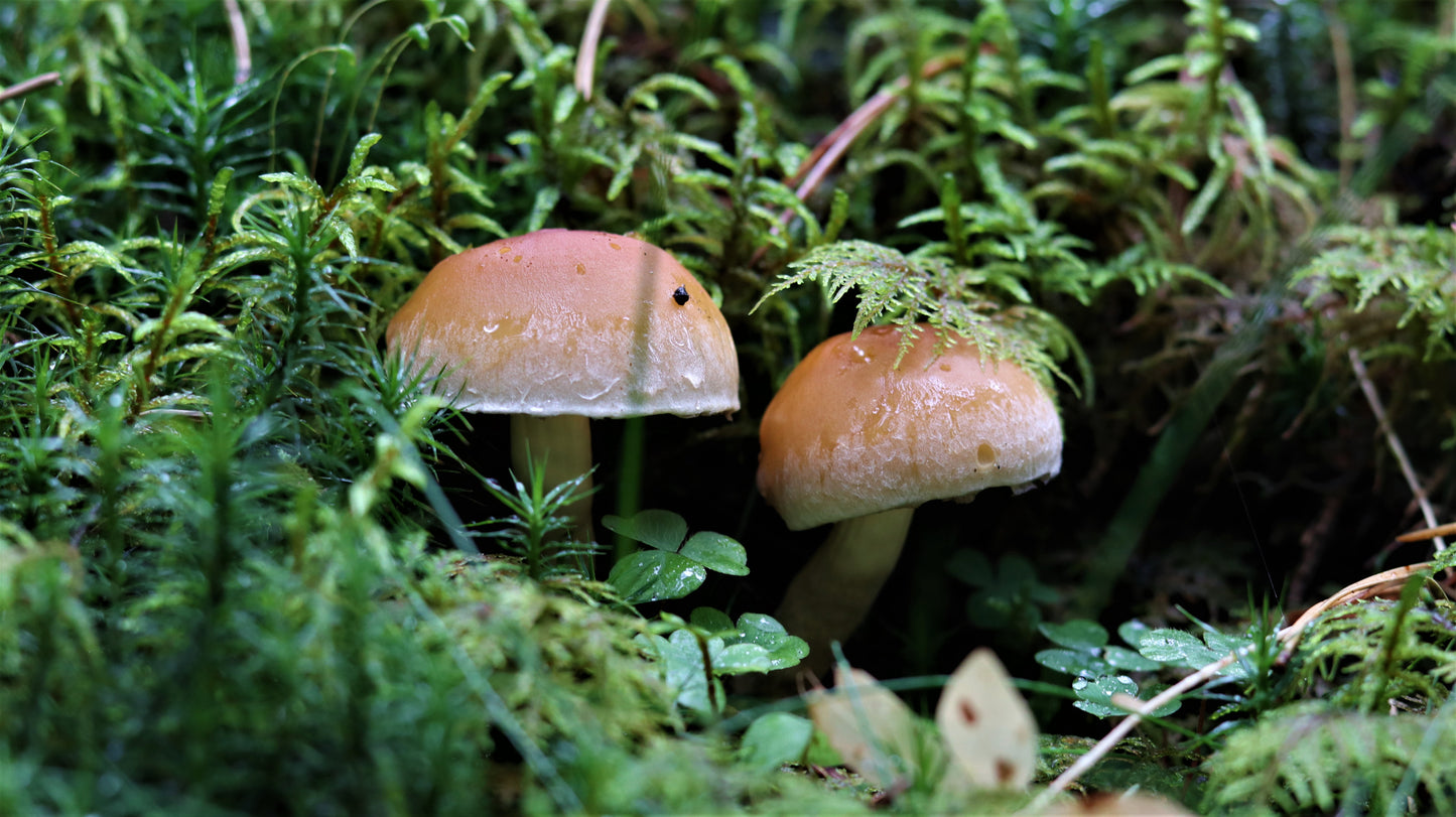 18 great photos. Forest flowers, plants, mushrooms, insects