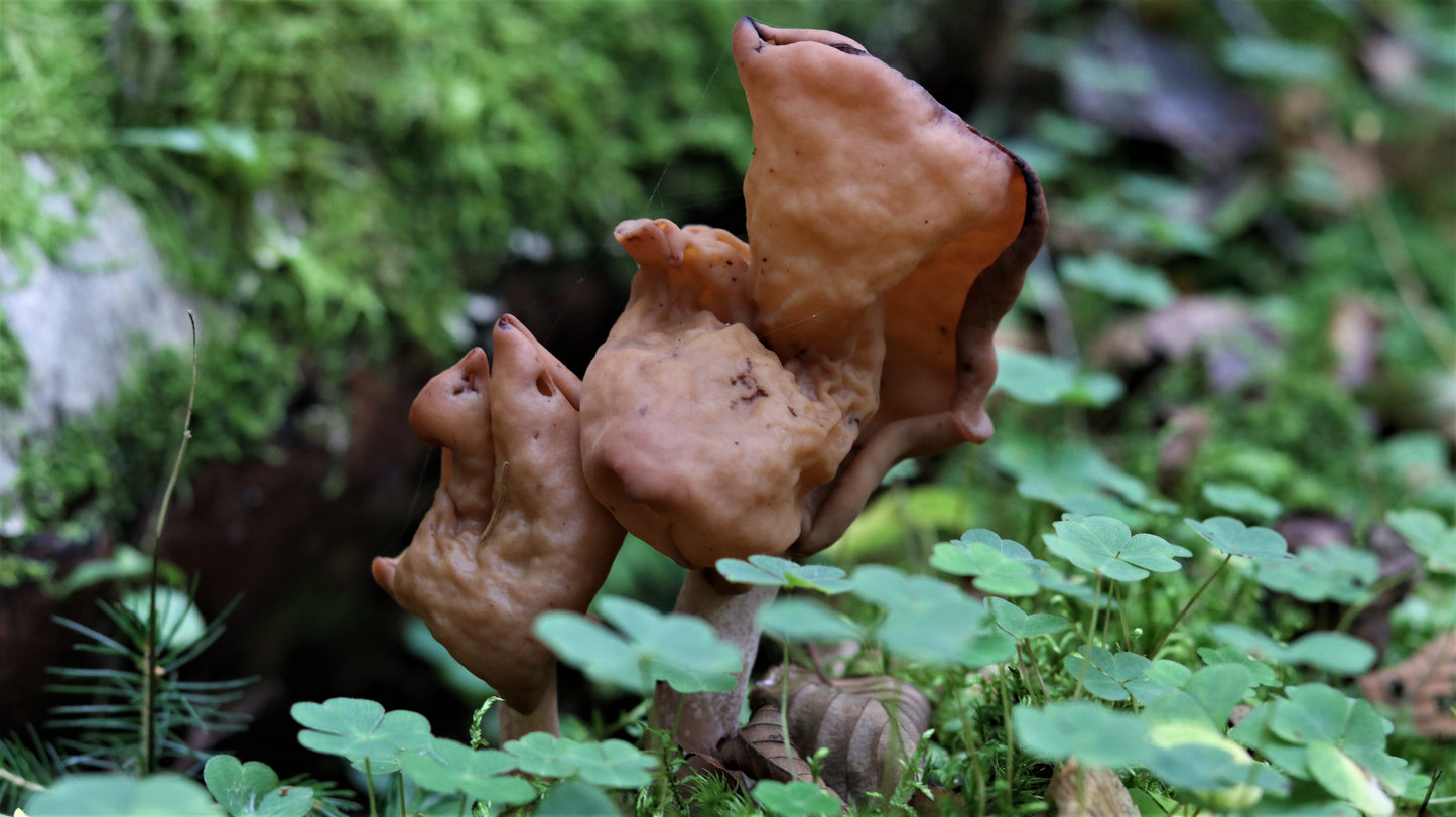18 great photos. Forest flowers, plants, mushrooms, insects